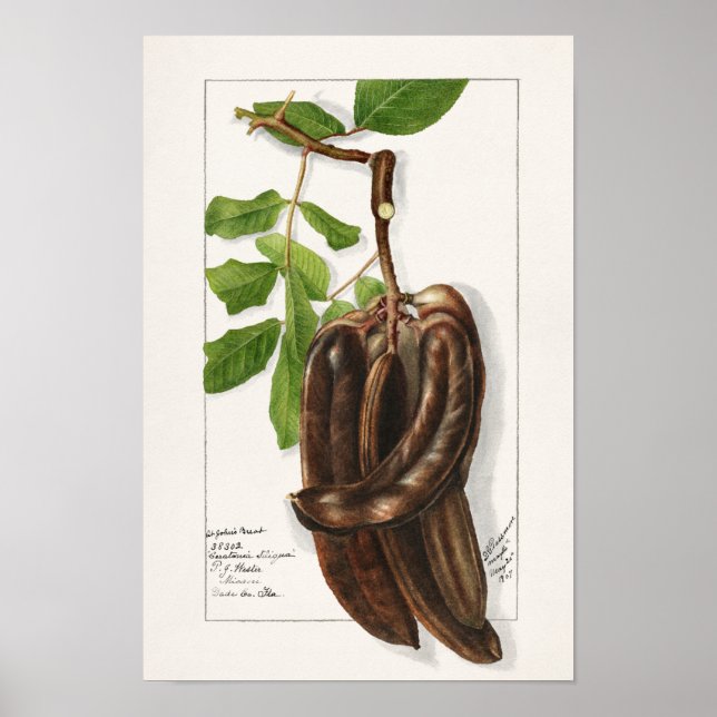 Legume (Ceratonia Siliqua L.) Fruchtmalerei Poster (Vorne)