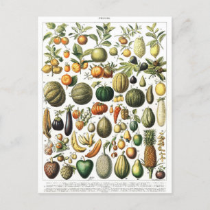 Légumes Fruit Garden Vintage Botanique Carte posta