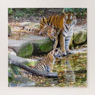 Lehren aus dem Leben Mutter Tiger und Jungen