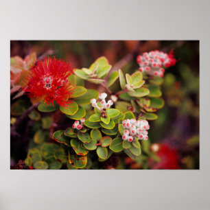 Lehua-Blüten in Hawaii-Volcanoes Poster