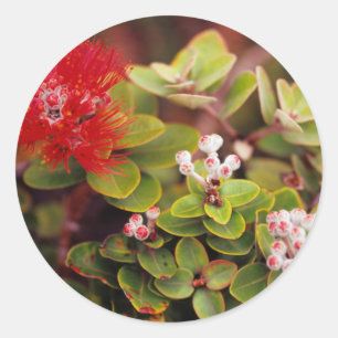 Lehua-Blüten in Hawaii-Vulkane Runder Aufkleber