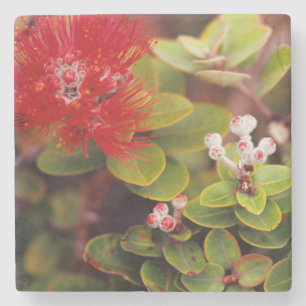 Lehua-Blüten in Hawaii-Vulkanen Steinuntersetzer