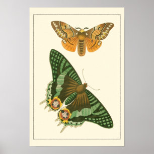 Leicht umgrenzte Schmetterlingsmalerei Poster