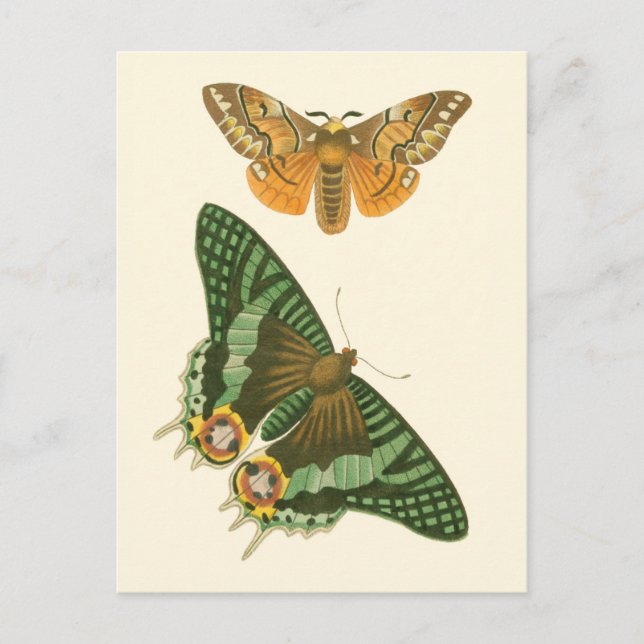 Leicht umgrenzte Schmetterlingsmalerei Postkarte (Vorderseite)