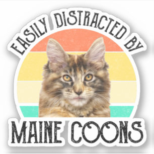 Leicht von Maine-Coons abgelenkt Aufkleber