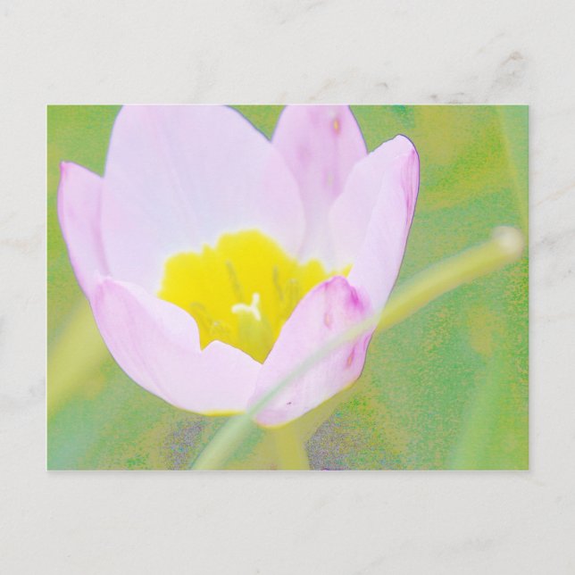 leichte lila TulpenBlume Postkarte (Vorderseite)