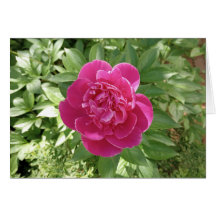 Leichte rosafarbene Blume-Blankokarte