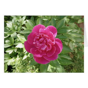 Leichte rosafarbene Blume-Blankokarte