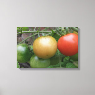 Leichte Tomaten/Paradeiser Canvas drucken Leinwanddruck
