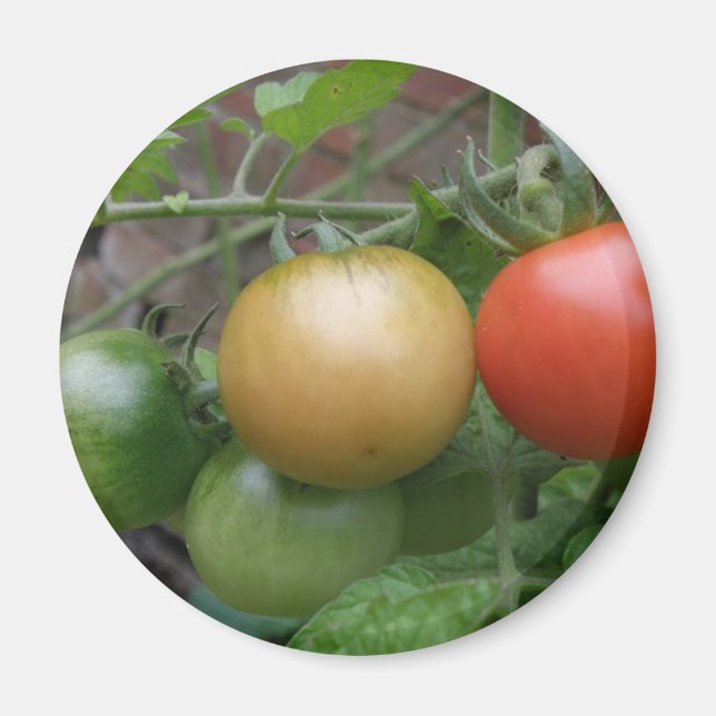 Leichte Tomaten/Paradeiser Magnet (Vorne)