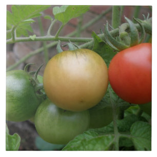 Leichtkartoffeln Fliese