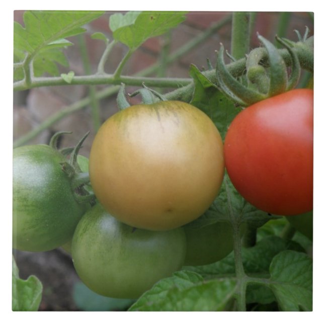 Leichtkartoffeln Fliese (Vorderseite)