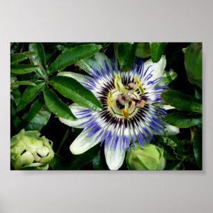 Leidenschaft Blume ~Print~ Poster