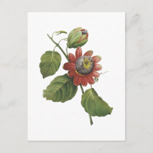 Leidenschafts-Blume (Passionsblume alata) durch Postkarte