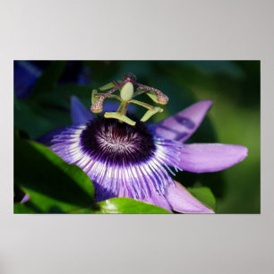 Leidenschafts-Blume Poster