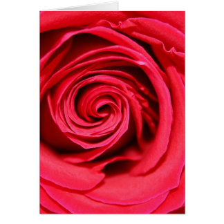 Leidenschafts-Rose