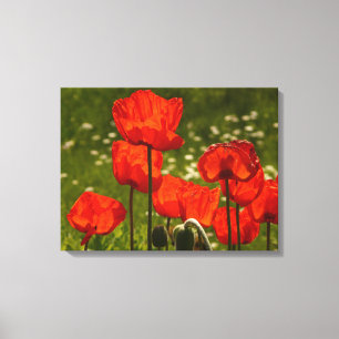 Leinwand Art-Poppies