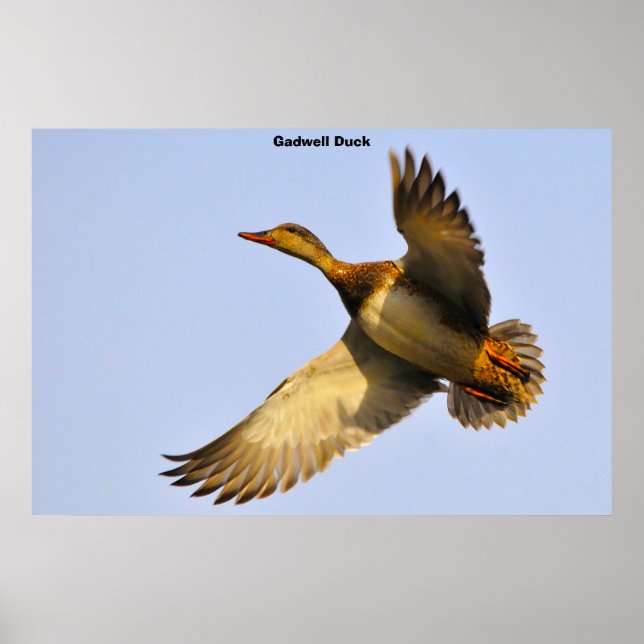 Leinwand Back Duck Poster (Vorne)