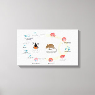 Leinwand Diagramm Babesia microti Lebenszyklus