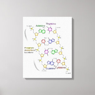 Leinwand Diagramm der chemischen Struktur der DNA