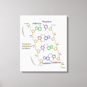 Leinwand-Diagramm der chemischen Struktur von DNA Leinwanddruck