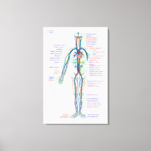 Leinwand Diagramm des menschlichen Kreislaufsystem