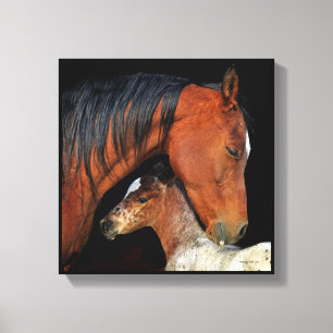 Leinwand für Mare und Fohlen