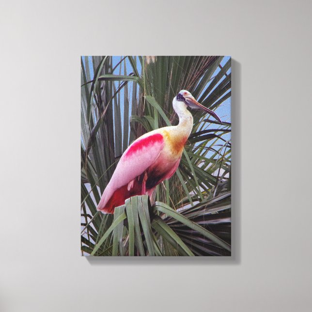 Leinwand für Roseate Spoonbill (Vorderseite)