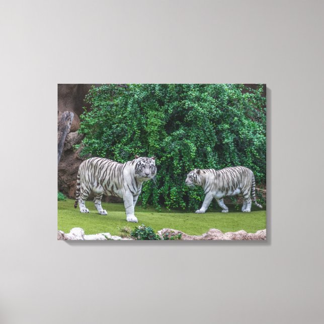Leinwand für weiße Tiger (Vorderseite)