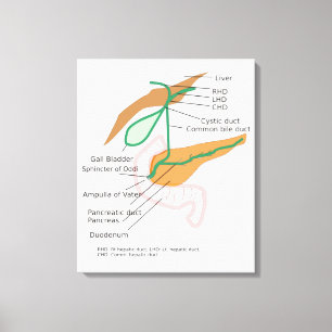 Leinwand Gallendiagramm Galle Blase