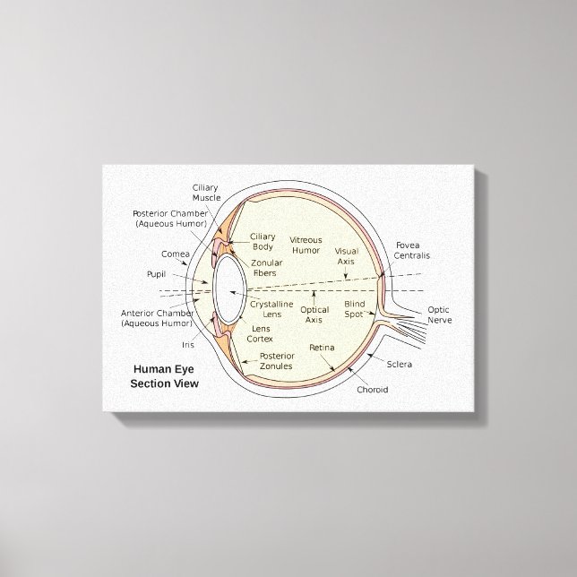 Leinwand Human Eye Ball Anatomisches Diagramm (Vorderseite)