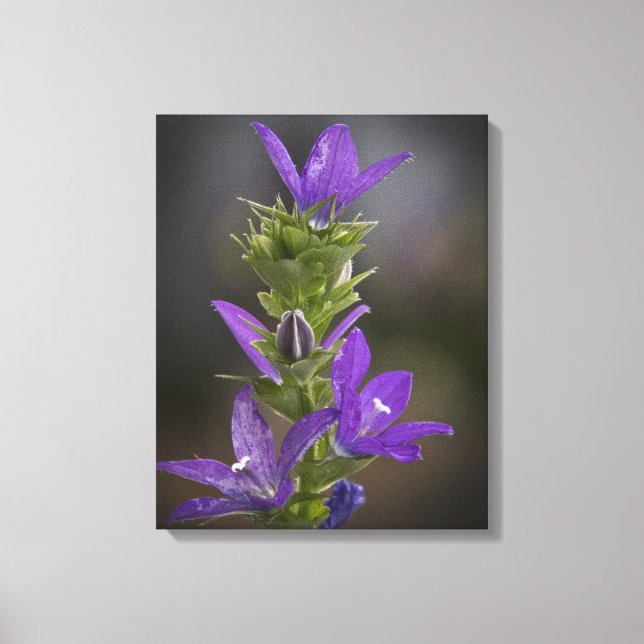 Leinwand lila Delight Gallery (Vorderseite)