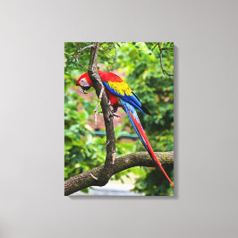 Leinwand Red Macaw Wall Art