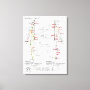 Leinwand Schema Chinesische Meridiane Muskulatur