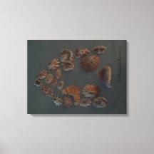 Leinwand (SeaShell House) RFPMDesign ©️ 2012