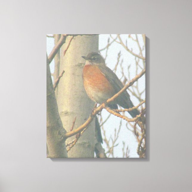 Leinwand - Winter Robin (Vorderseite)