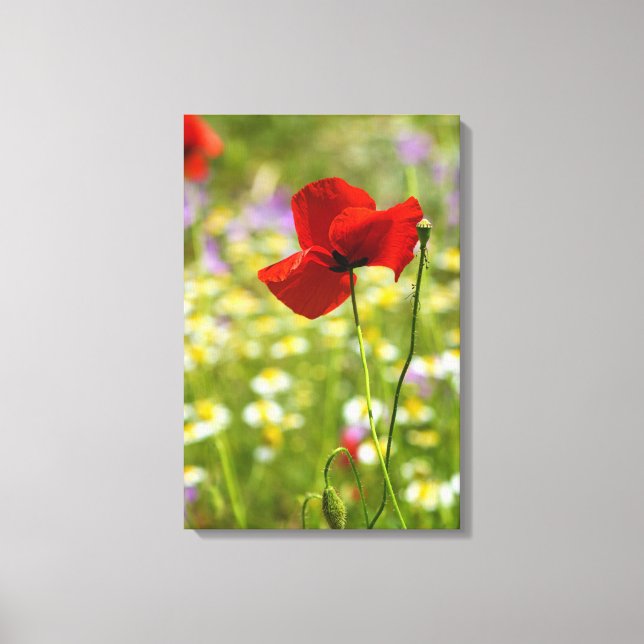 Leinwanddruck - Der Rote Mohn (Vorderseite)