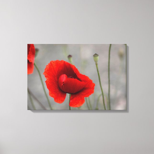 Leinwanddruck Der rote Mohn (Vorderseite)