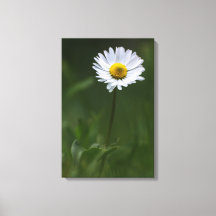 Leinwanddruck - Die einsame Gänseblume