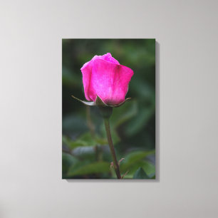 Leinwanddruck Elegante rosa Rosenknospe
