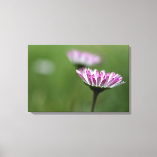 Leinwanddruck Gänseblümchen Eleganz