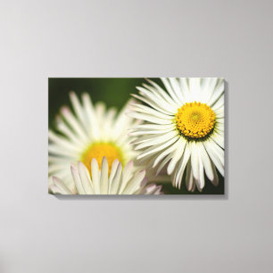 Leinwanddruck Gänseblümchen Fotografie