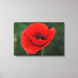 Leinwanddruck - Mohn Eleganz