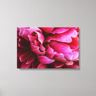 Leinwanddruck rosa Pfingstrosenblüten