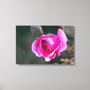 Leinwanddruck Rose und Knospen Fotografie