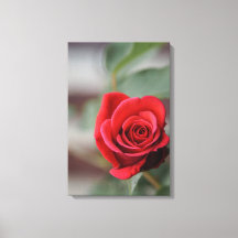 Leinwanddruck Rote Rose Eleganz Fotografie