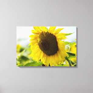 Leinwanddruck - Sonnenblume in der Sonne
