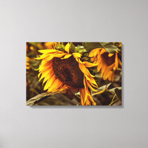 Leinwanddruck Sonnenblumen Eleganz