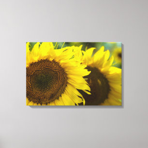 Leinwanddruck - Sonnenblumen-Solidarität
