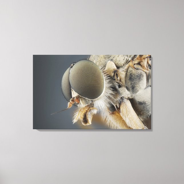 Leiter der Snipe Fly Leinwanddruck (Vorderseite)